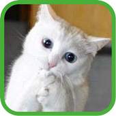 Funny Cats Pictures 1.0