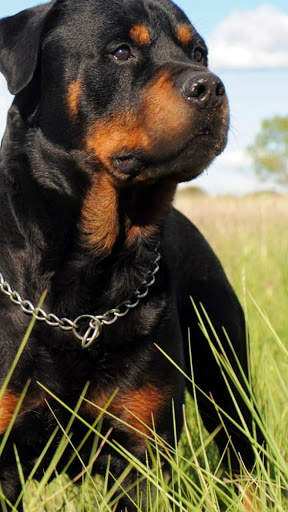Rottweiler Wallpaper: Dog Wallpapers screenshot 15