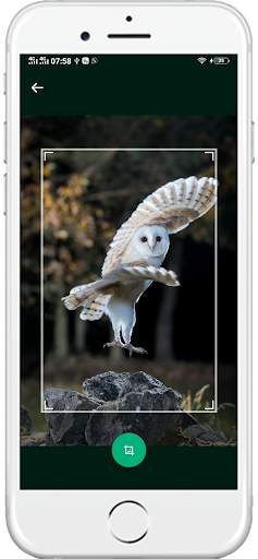 1000+ Birds Wallpapers 4K HD screenshot 6