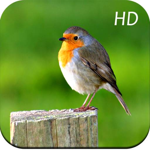 Bird Wallpapers 1.03