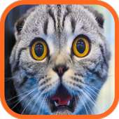 Funny Cat Videos & Wallpapers