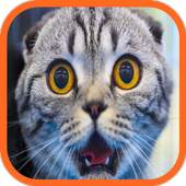 Funny Cat Videos & Wallpapers 1.9