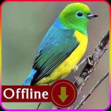 South American Birds скриншот 1