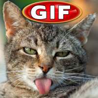 Funny Cats Gif