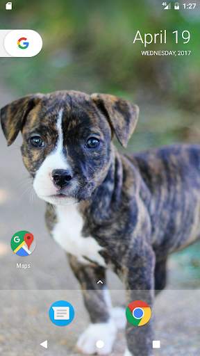 Pitbull Pup Wallpaper HD 6 تصوير الشاشة