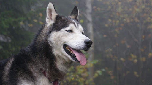 Siberian Husky Wallpapers : backgrounds hd screenshot 17
