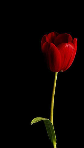 Red Roses Love GIF screenshot 1