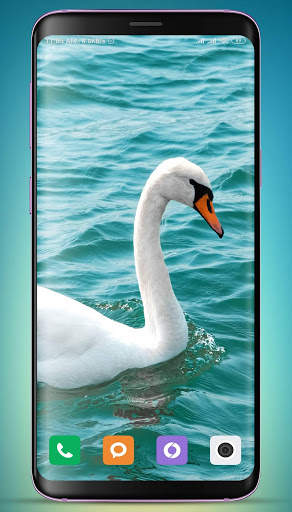 Swan Wallpaper screenshot 11