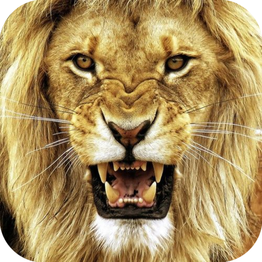 Animal Real Sounds icon
