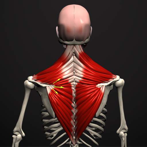 Anatomy by Muscle & Motion 2.5.5
