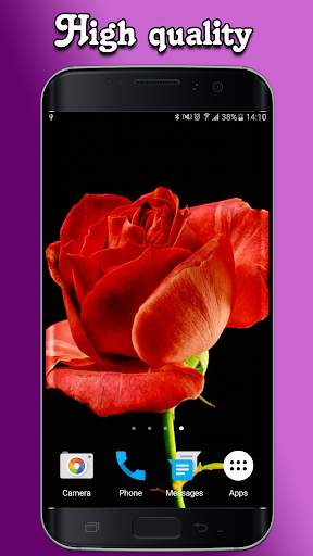 Blooming Roses Video Wallpaper screenshot 2