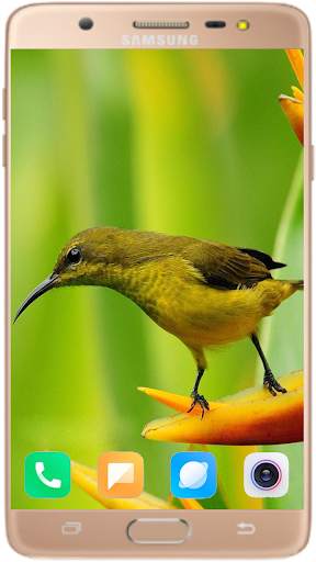 Bird Wallpaper Best HD स्क्रीनशॉट 6