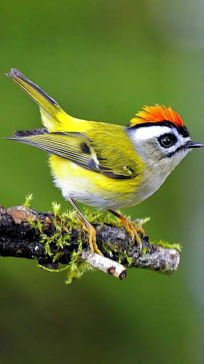 Bird Wallpapers HD screenshot 4