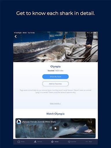 OCEARCH Shark Tracker screenshot 9