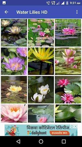 Water Lilies Flower Wallpaper screenshot 5