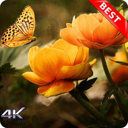 10000  Nature Wallpapers HD (Offline) 1.1