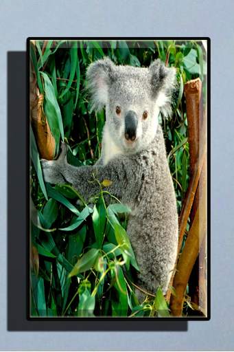Cute Koala Wallpaper screenshot 2