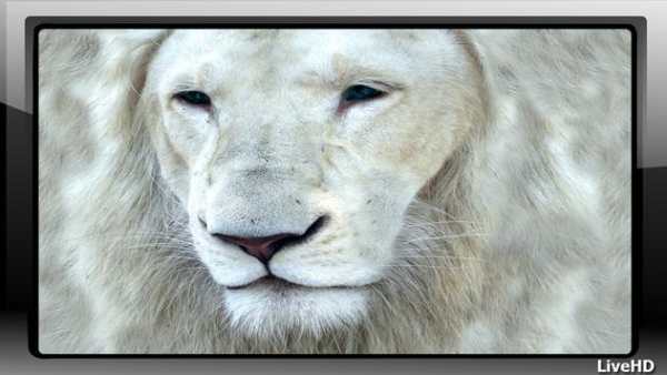 White Lion Wallpaper screenshot 1