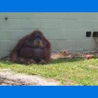 World zoo logo
