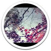 Leaf Fall live wallpaper icon