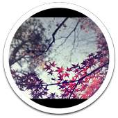 Leaf Fall live wallpaper 1.02