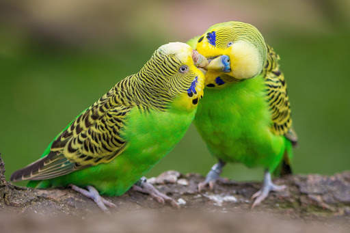 Budgie Bird Wallpapers HD screenshot 6