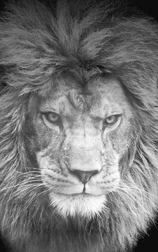 Lion Wallpapers | hd backgrounds screenshot 8