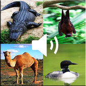Animal Sounds - Nature icon