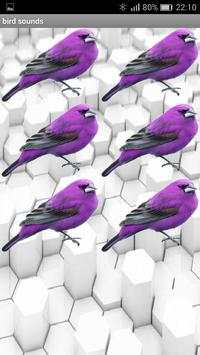 Bird sound screenshot 10