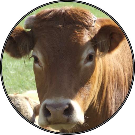 Funny Cow Farm Sounds 1.2