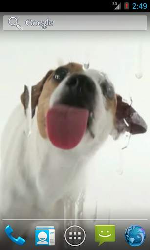 Dog Licks Screen Wallpaper screenshot 1