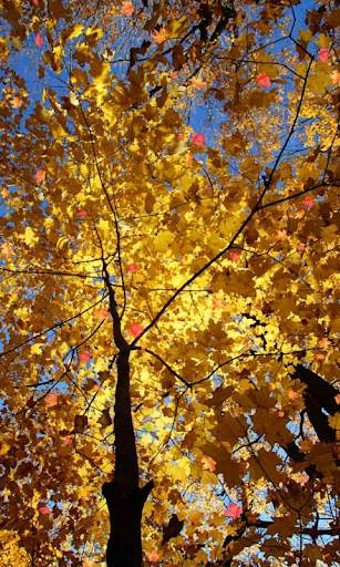 Autumn Wallpaper screenshot 6