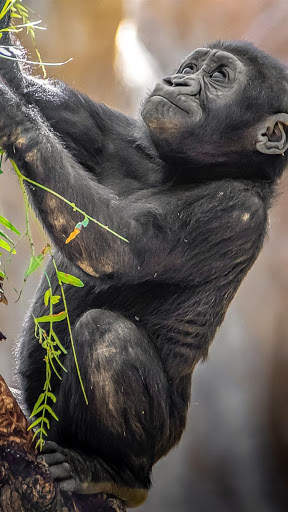 Gorilla Wallpaper screenshot 7