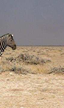 Zebra Wallpapers screenshot 4