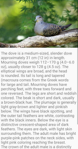 Dove Bird Fact screenshot 5