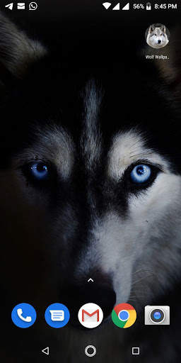 Free Wolf Wallpapers HD screenshot 4