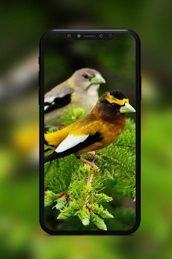 Bird Wallpaper screenshot 4