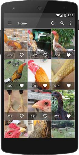 วอลเปเปอร์ไก่ชนไทย screenshot 1