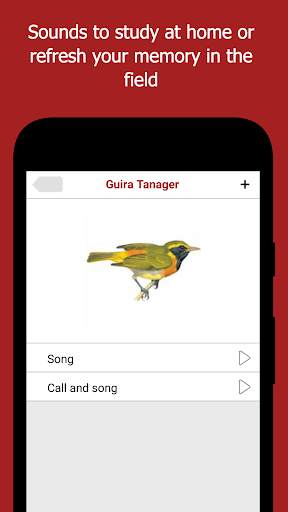 Birds of Peru screenshot 4