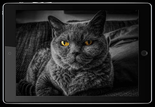 Digital Photo Frame for your interior screenshot 4