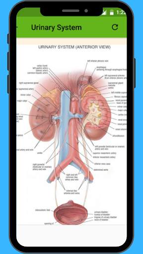 Anatomy and Physiology App 4 تصوير الشاشة
