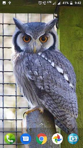 Cute Owl Wallpaper screenshot 1