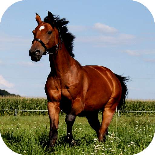 🐴 Horse Wallpapers 1.0