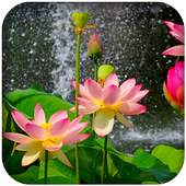 Lotus 3D Live Wallpaper HD 1.0