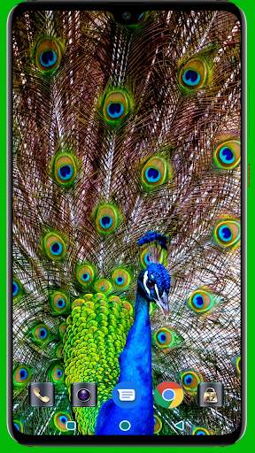 Peacock HD Wallpaper screenshot 4