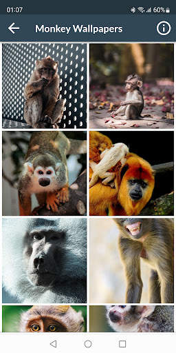 Monkey Wallpapers screenshot 3
