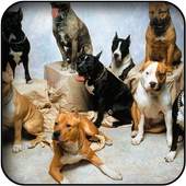Pitbull wallpapers 26