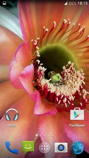 Cactus. Video Wallpaper screenshot 5