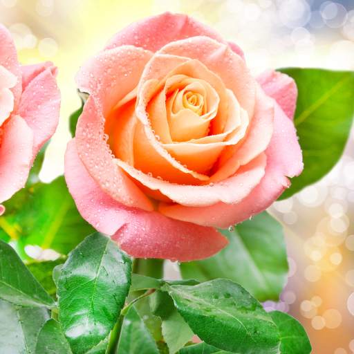 Rose Live Wallpaper 1.0.9