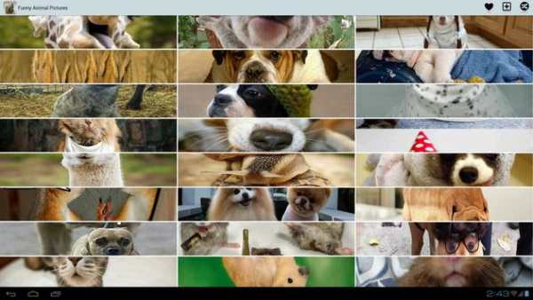 Funny Animal Pictures screenshot 3